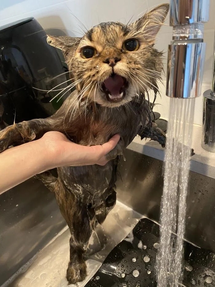 funnycats114_025