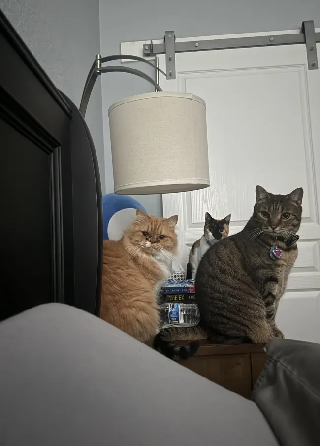 funnycats114_027