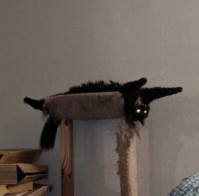 funnycats114_028