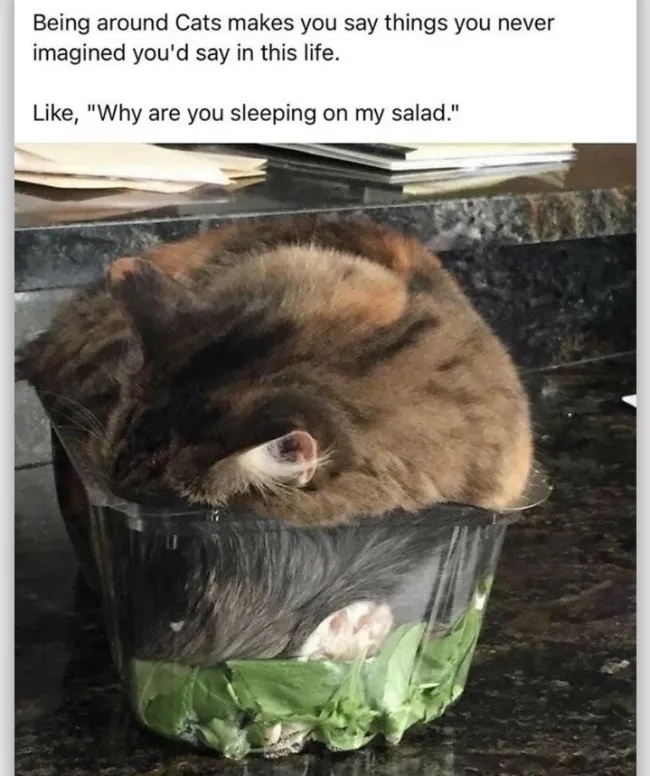 funnycats114_032