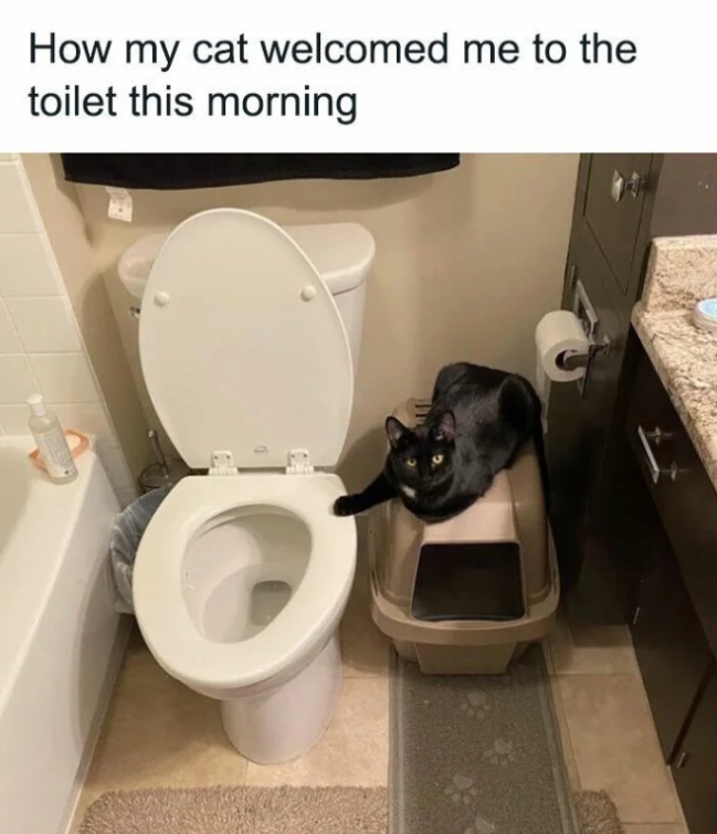 funnycats114_033