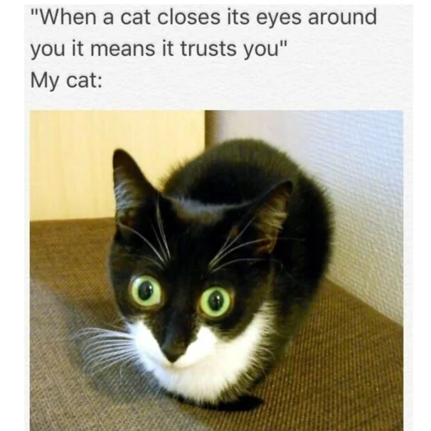 funnycats114_035