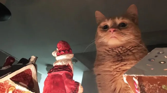 funnycats114_036