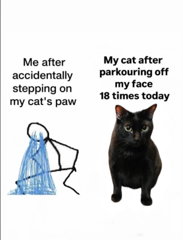 funnycats114_037