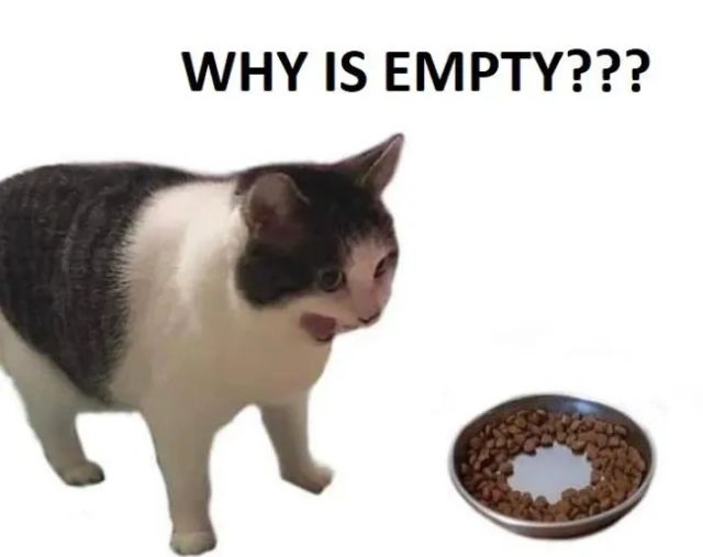 funnycats114_038