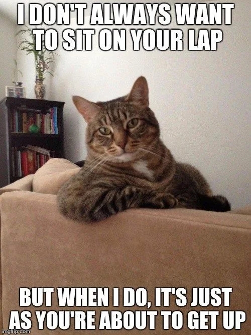 funnycats114_040