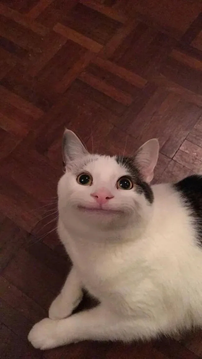 funnycats115_001