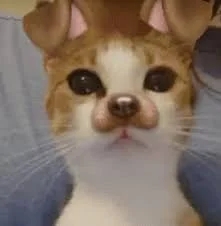funnycats115_002
