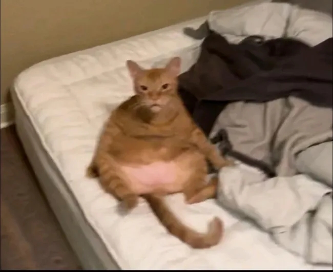 funnycats115_003