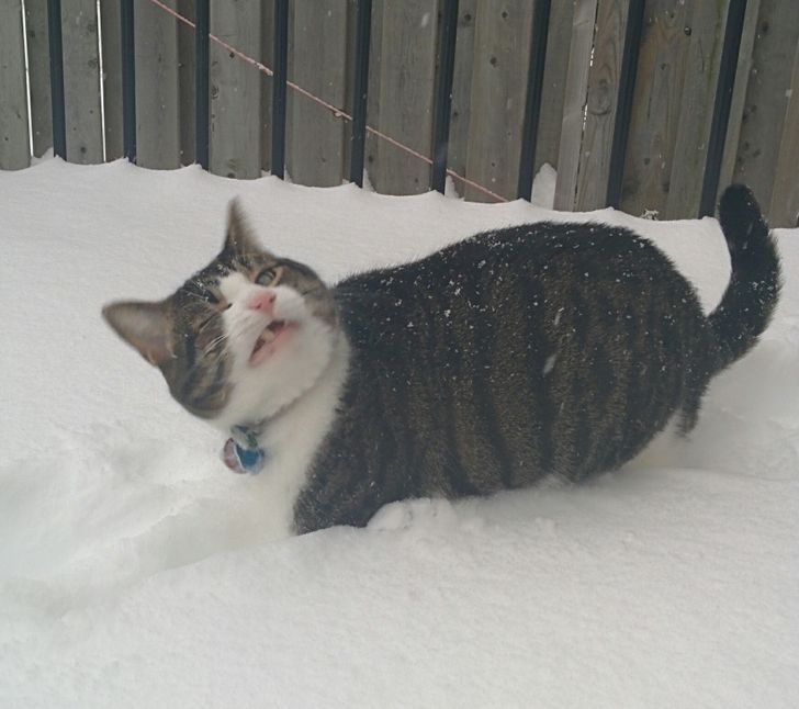 funnycats115_007