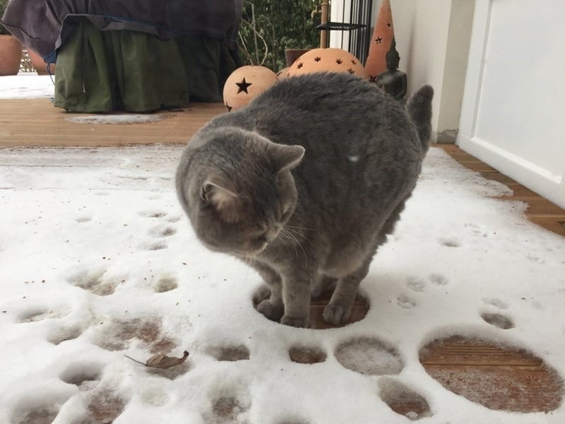 funnycats115_009