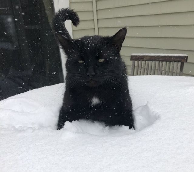 funnycats115_011