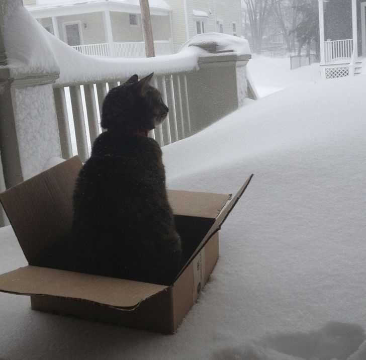 funnycats115_018