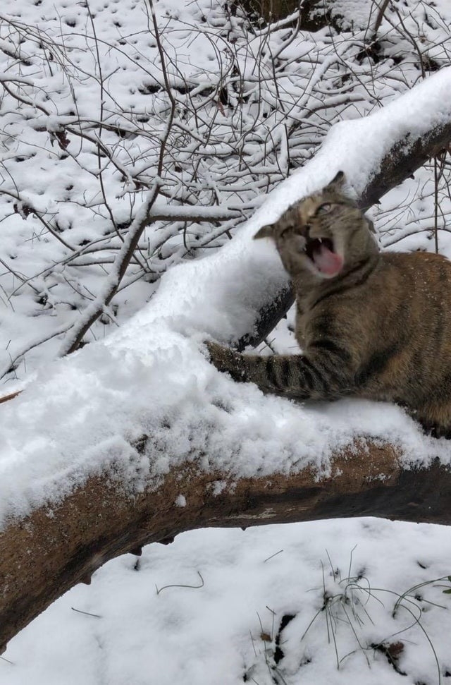 funnycats115_019
