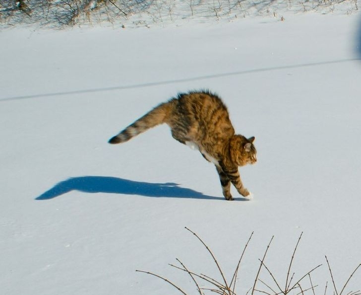 funnycats115_021