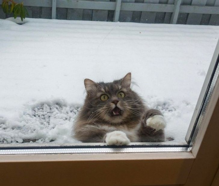 funnycats115_022