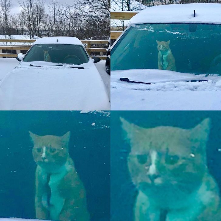 funnycats115_023