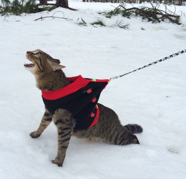 funnycats115_024