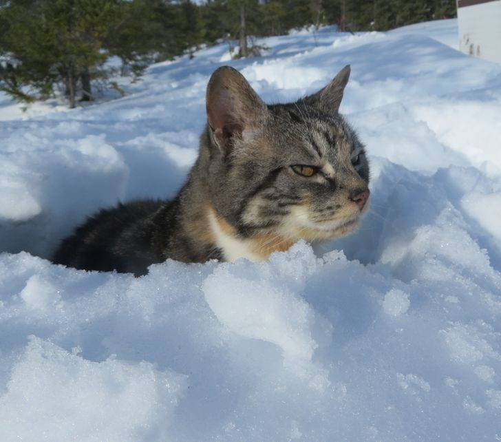 funnycats115_025