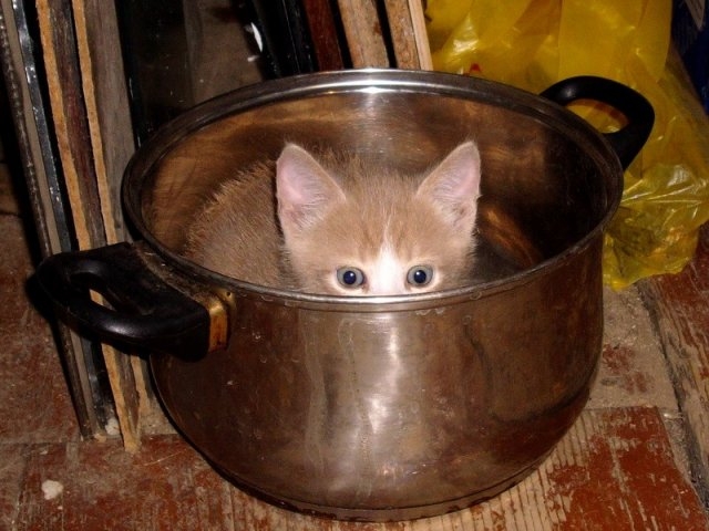funnycats115_027