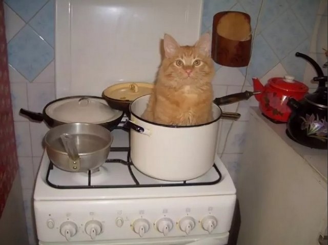 funnycats115_028