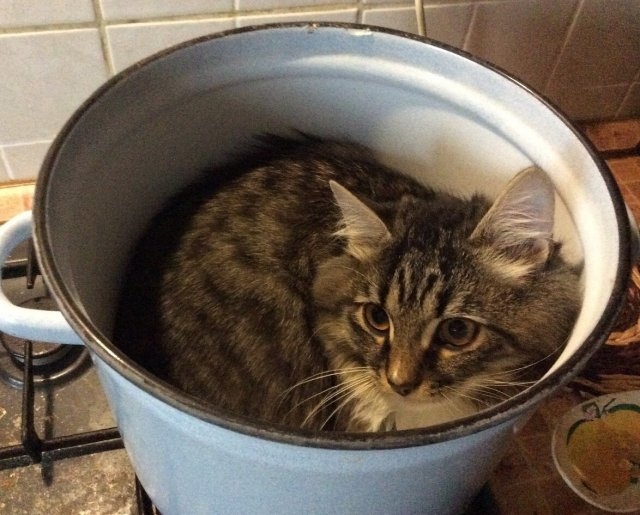 funnycats115_029