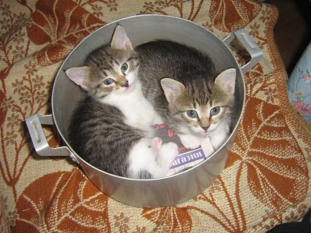 funnycats115_030