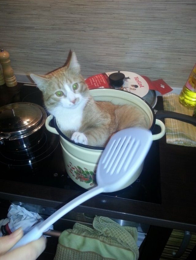 funnycats115_031
