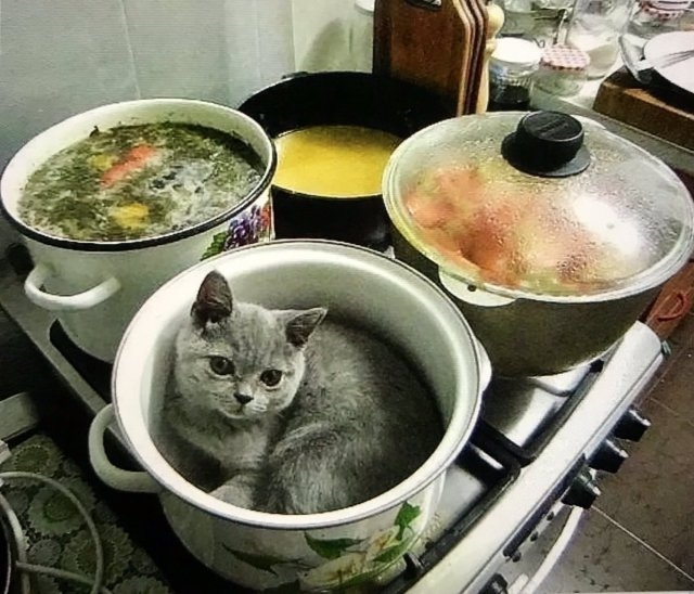funnycats115_032