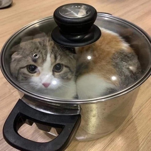 funnycats115_033
