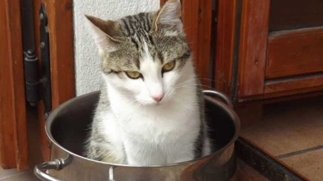 funnycats115_034