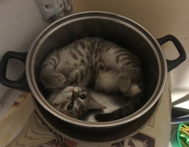 funnycats115_035