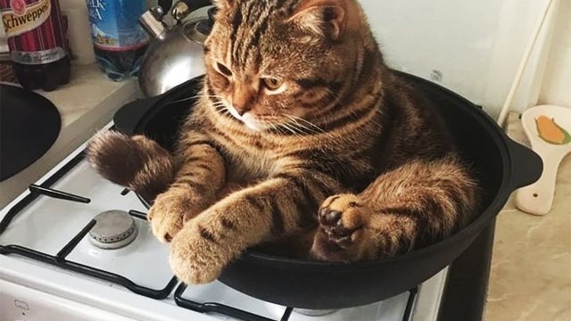funnycats115_036