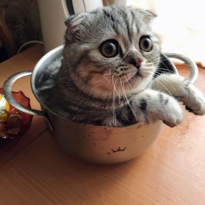 funnycats115_037