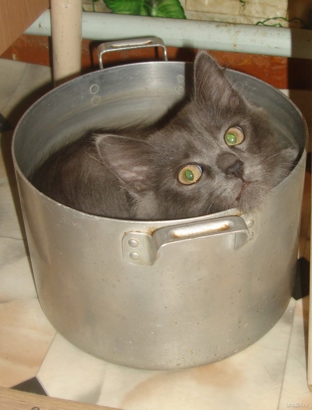 funnycats115_038