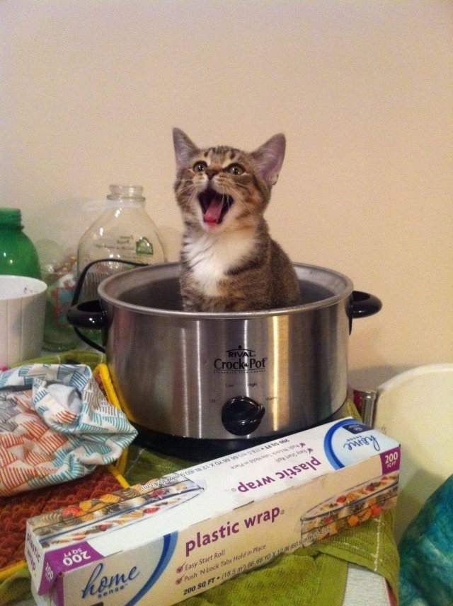 funnycats115_039