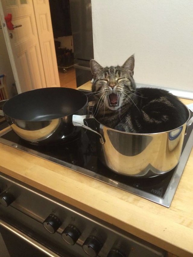 funnycats115_040