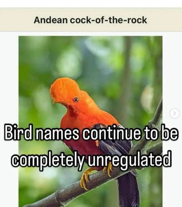 funnymemes514_004