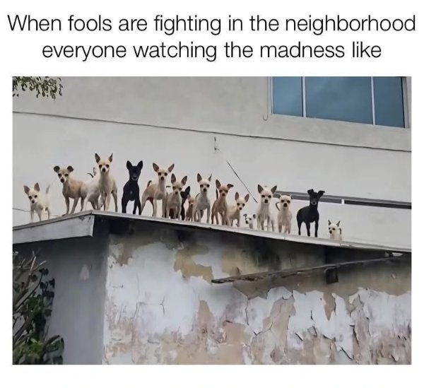 funnymemes519_004