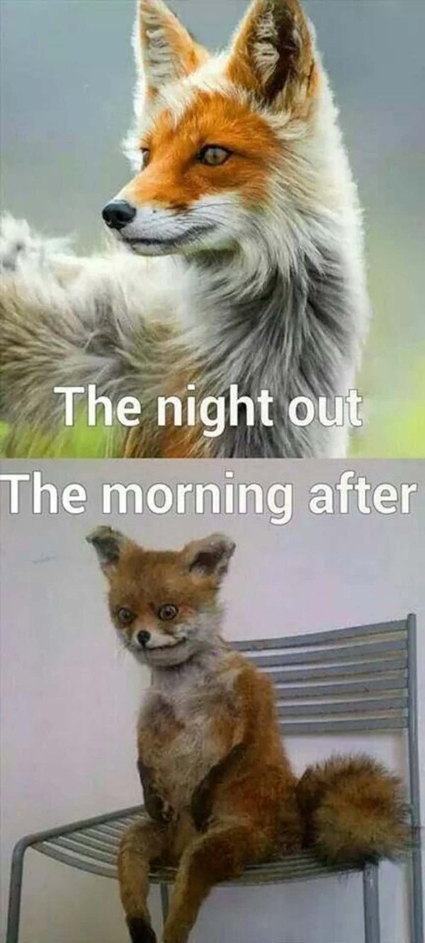 funnymemes520_006