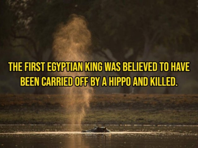 interestingfacts355_003