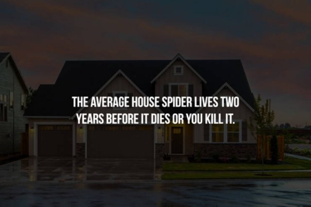 interestingfacts357_011