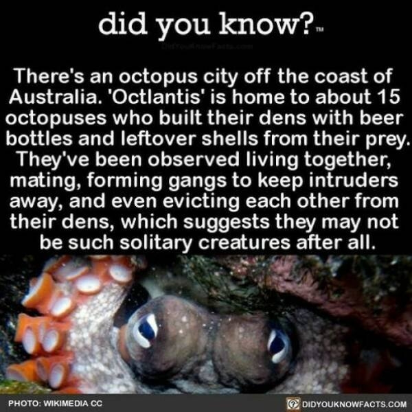 interestingfacts364_005