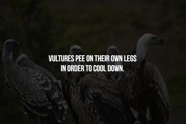 interestingfacts366_012