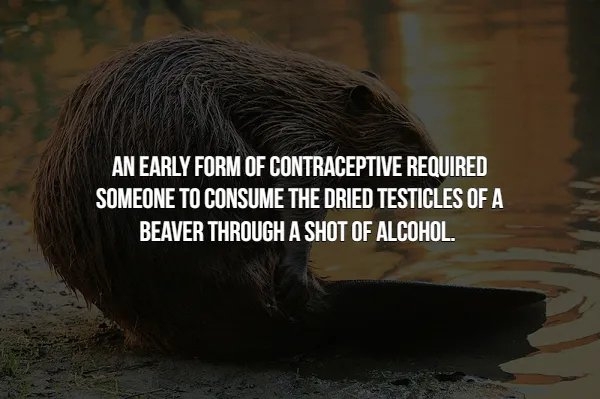 interestingfacts366_013