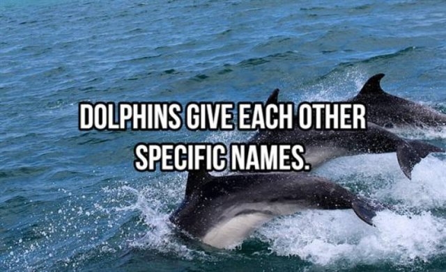interestingfacts368_001