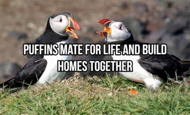 interestingfacts368_005