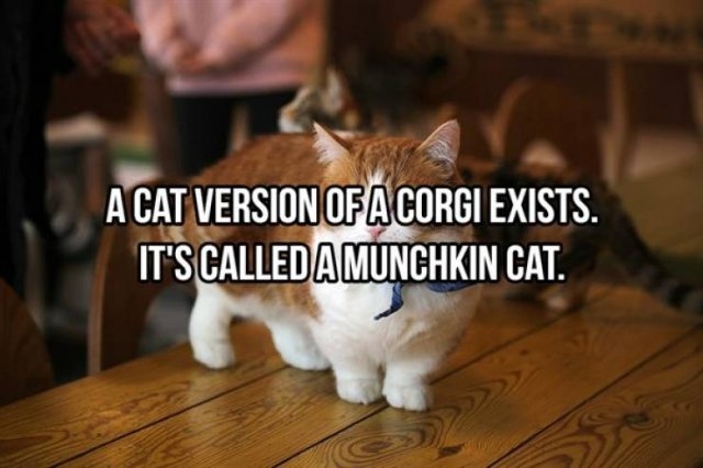 interestingfacts368_009