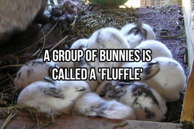 interestingfacts368_016