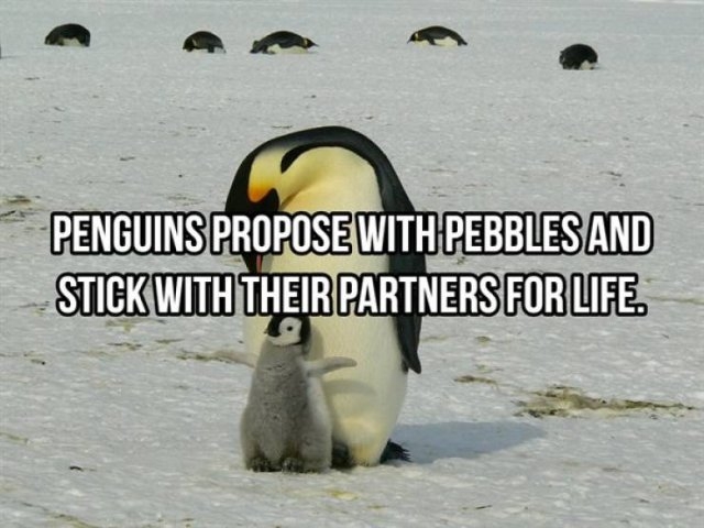 interestingfacts368_018